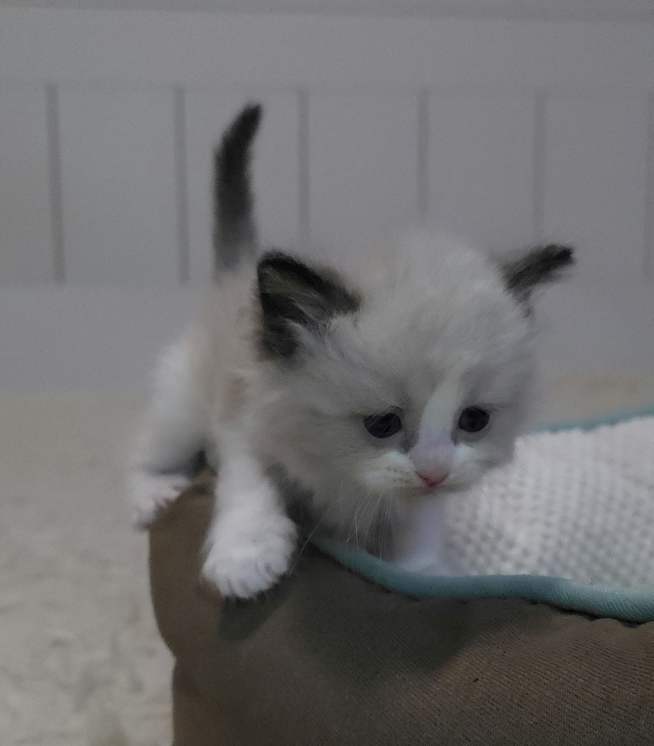 images/AvailableKittens/Bijou website.jpg